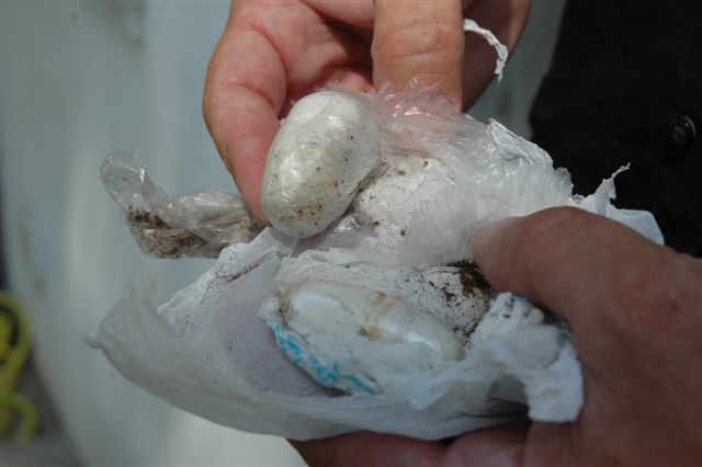 (immagine di repertorio)