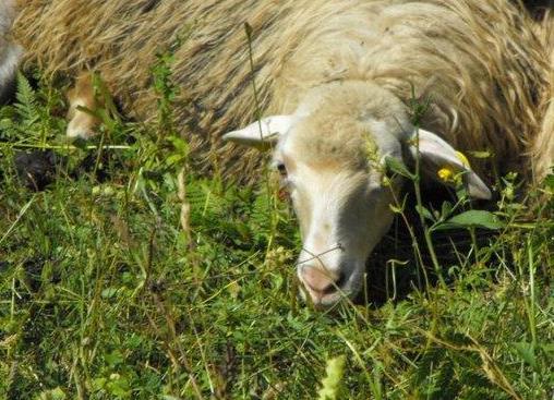 Ucciso il… capro espiatorio