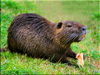 nutria