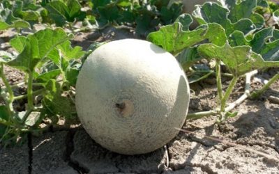 Tutto pronto per la sagra del Melone di Gavello