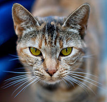 Sparò ai gatti in amore, assolto