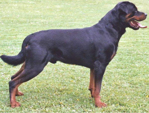 Aggredita da due rottweiler