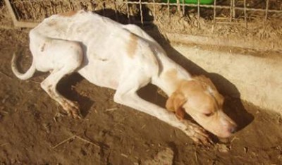 Condanne per il ‘canile-lager’