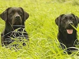 Crocchette per cani avvelenate in Krasnodar