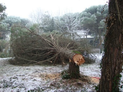 Pinete di Spina, la legge era chiara