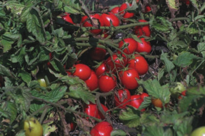Pomodoro rossi