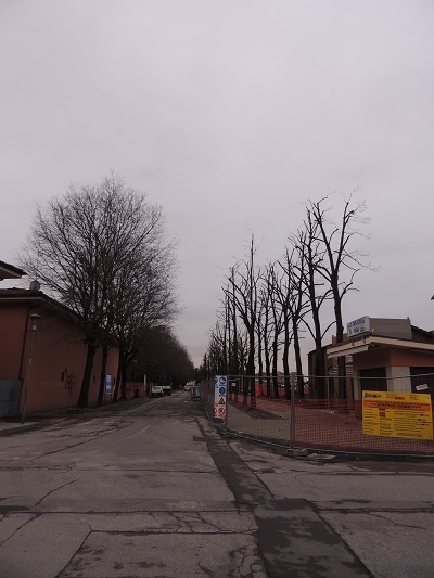 Cento. Enpa: “Non abbattete quegli alberi”