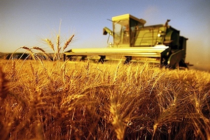 agricoltura CAMPO DI GRANO E TREBBIA