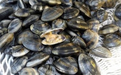 La Regione al fianco dei pescatori dopo la moria di vongole