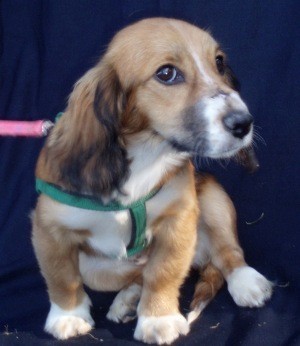 cane cucciolo