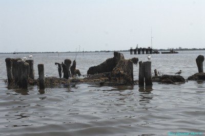 Biogas a Goro: “Nessun danno per il territorio”