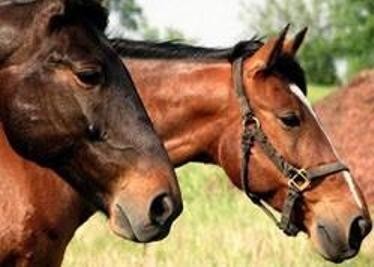 Ruba i cavalli ma viene tradito dal camion: condannato