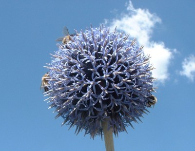 Migliarino si prepara alla Fiera del Fiore