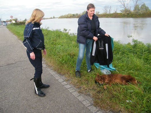 Cane abbandonato stava per annegare nel Po