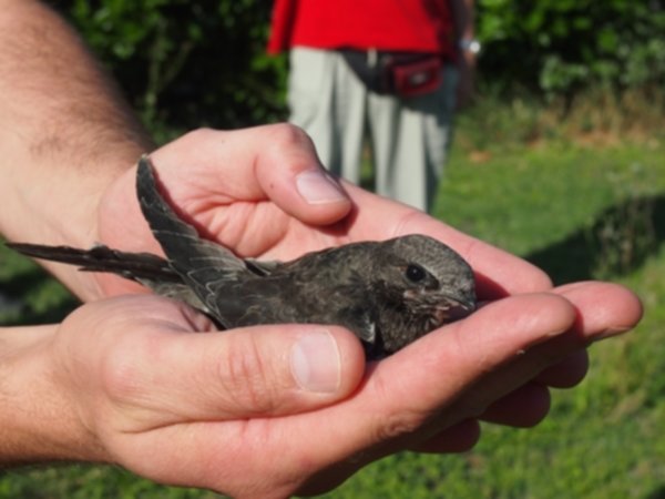 I rondoni alla conquista del cielo