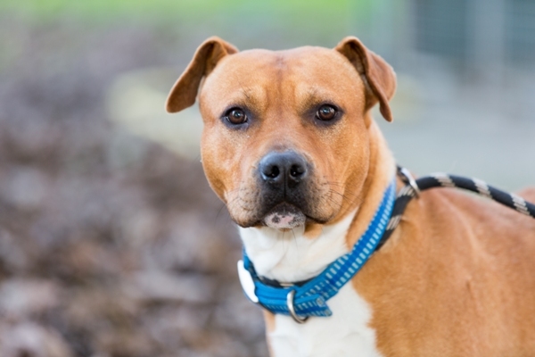 Un ‘carrellista’ per amico