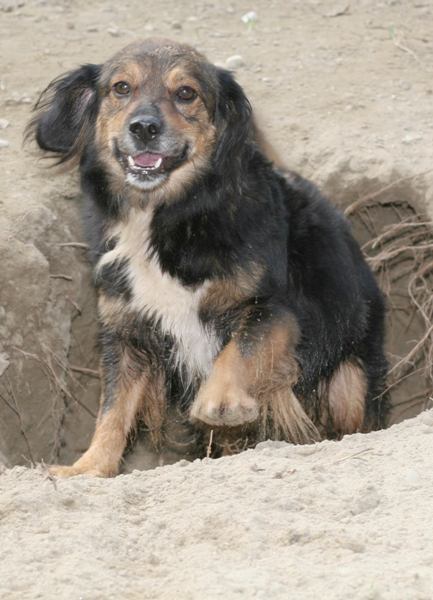 L’estate sta finendo, le adozioni no