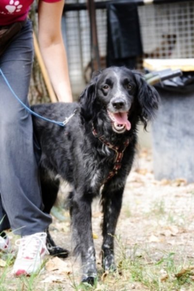 Otto amici cercano casa