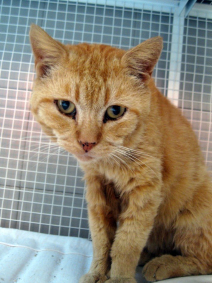 Nove mici in cerca di casa