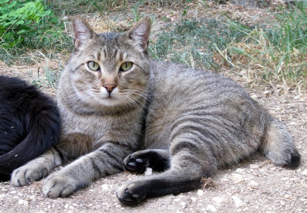 Una famiglia per chi non l’ha mai avuta