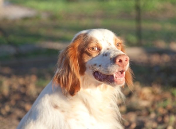 Dodici amici cercano casa