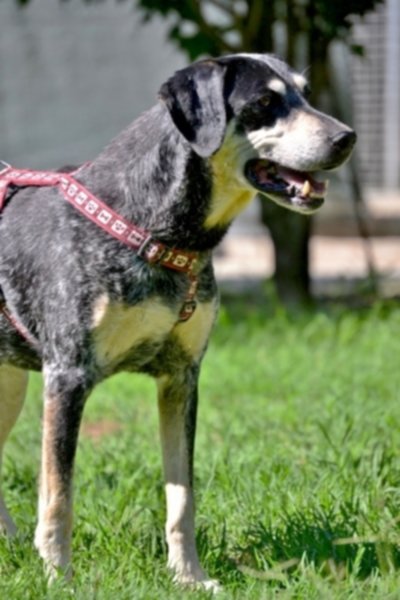 Otto amici a coda alta