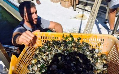 Il caldo fa strage di mitili: l’allarme degli allevatori: “Temperature eccezionali, produzioni a rischio”