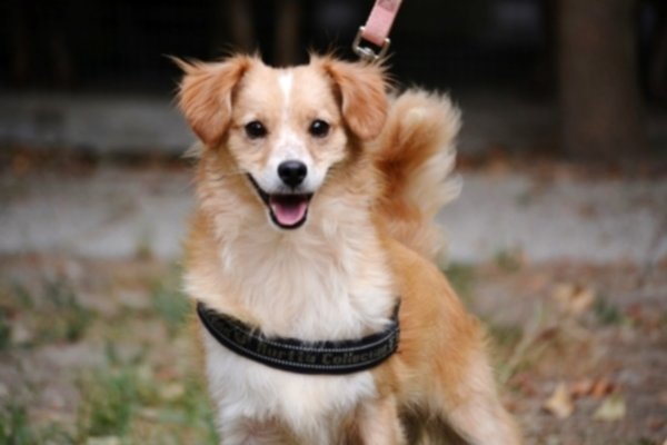 Mici e amici, un’adozione del cuore