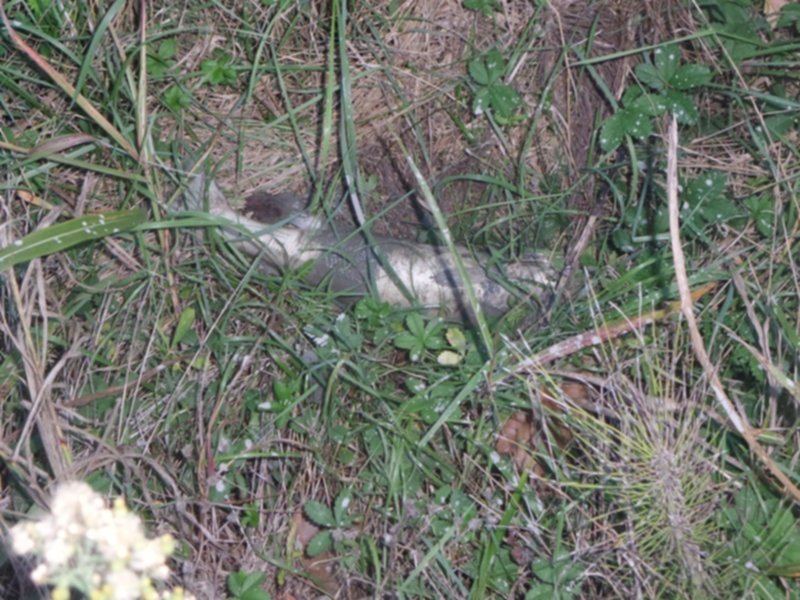 Centinaia di pesci morti per riparare la strada