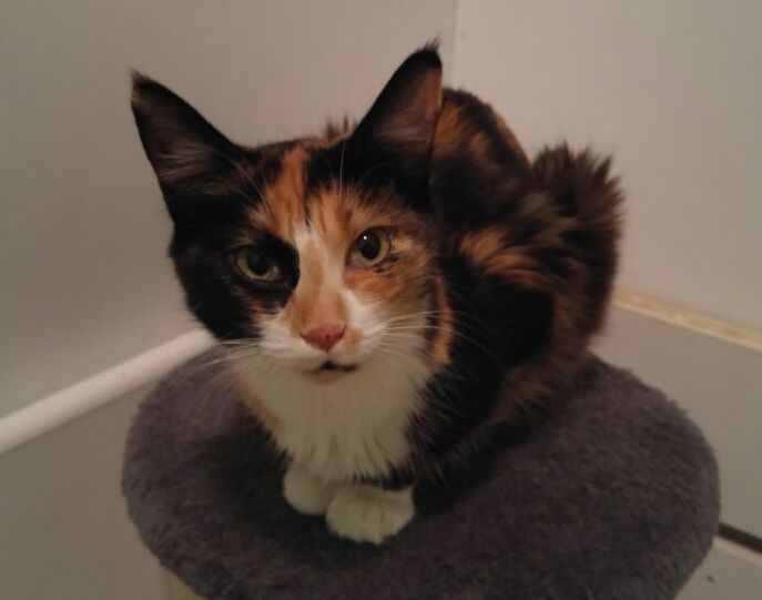 Adozioni ‘a coda alta’