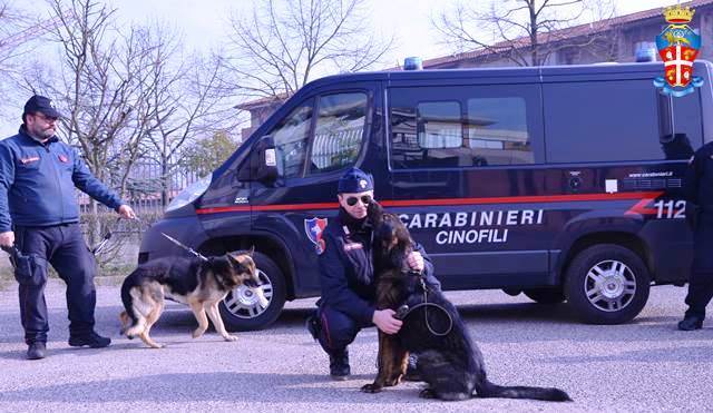 Cani antidroga, l’agente a quattro zampe