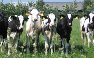 Comprano 150mila euro di bestiame con assegni scoperti: condannati