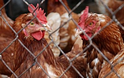 Focolaio di aviaria ad Argenta. Saranno abbattuti circa 50mila capi