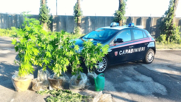Trovarono vasi di marijuana nel locale, assolta ristoratrice