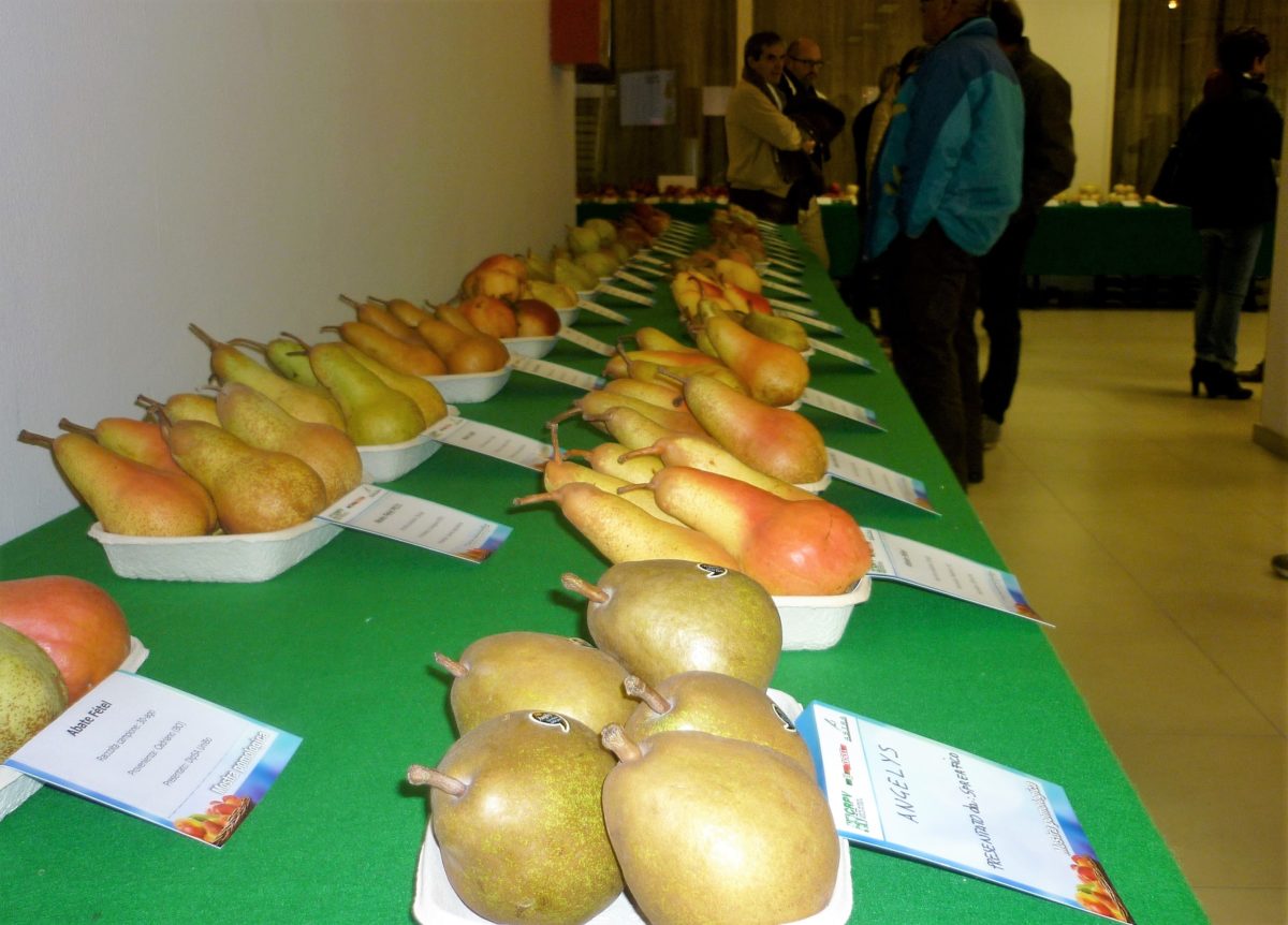 Il futuro della pera visto dagli esperti di tutto il mondo