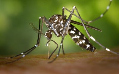 La West Nile è endemica nel Ferrarese, ma le forme gravi sono meno dell’1%