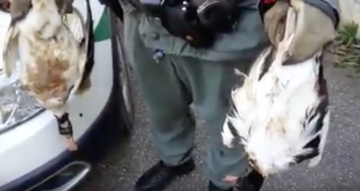 Bracconieri sorpresi e denunciati dalla Polizia provinciale