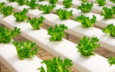 Il progetto Fri-el Green House finanziato dalla Commissione Europea con 31 milioni di euro