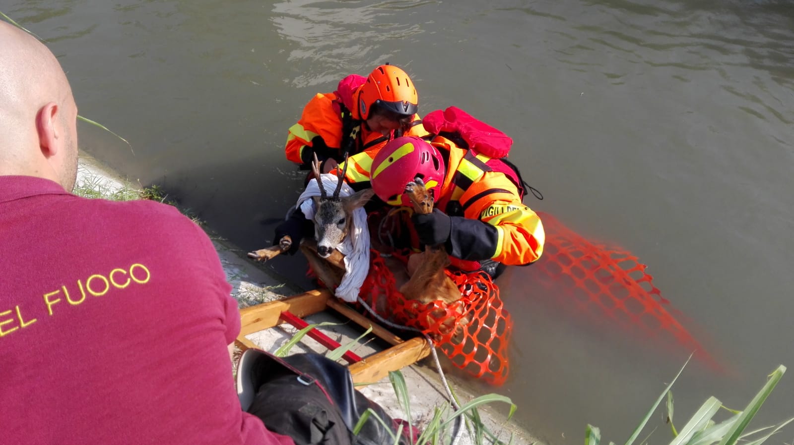 Capriolo si allontana dalla colonia e scivola nel canale: salvato dai vigili del fuoco
