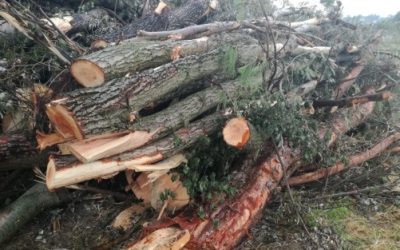 “Strage di alberi” a Fossanova San Marco, in aula la proprietaria dell’azienda agricola
