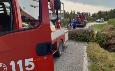 Vento impetuoso sul Ferrarese: alberi abbattuti e decine di interventi