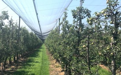 Frutticultura. Crisi del modello commerciale, Tamirasi: “Manca adeguata organizzazione”