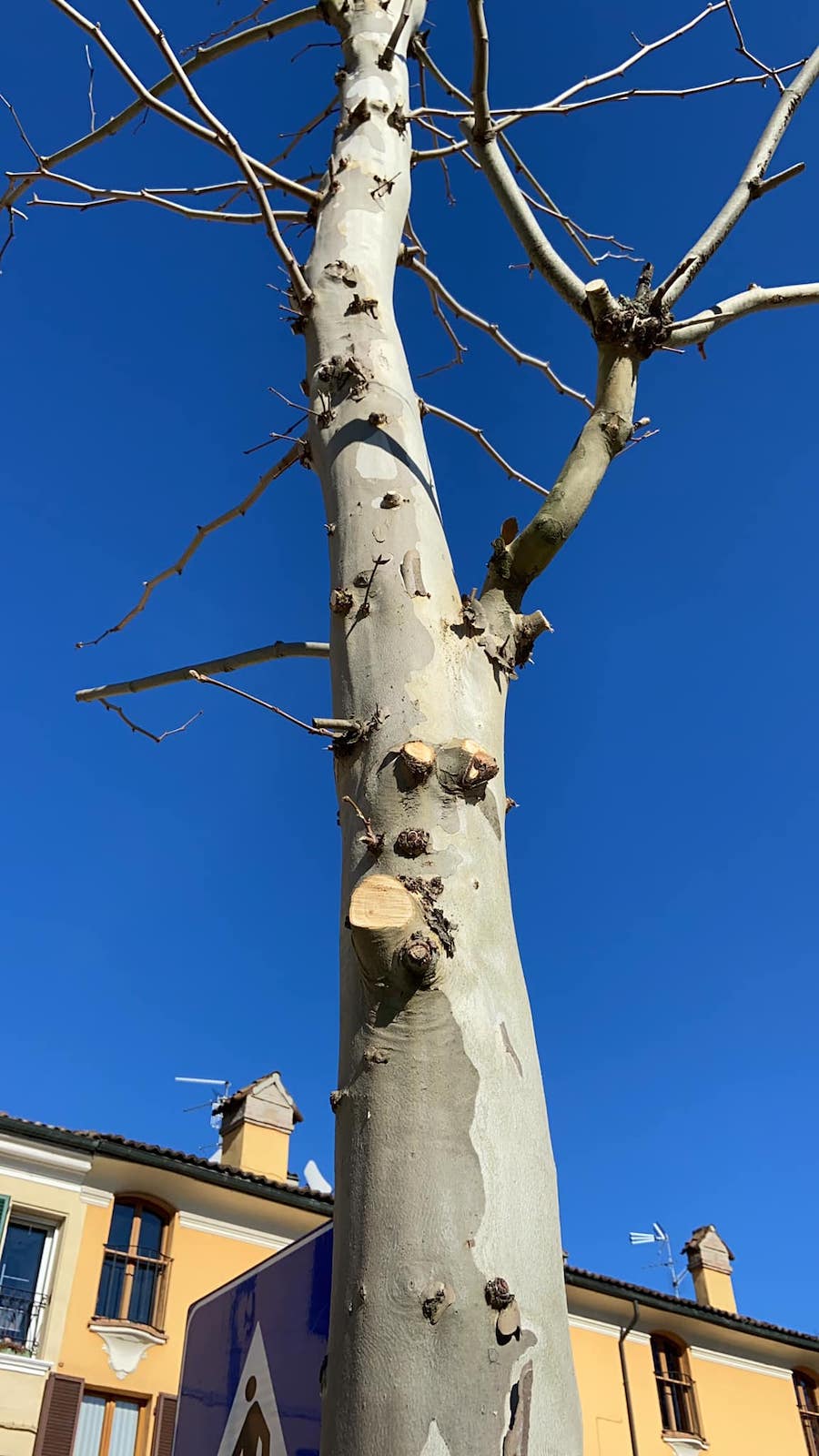 Ferrara. Legambiente contro le “potature violente”