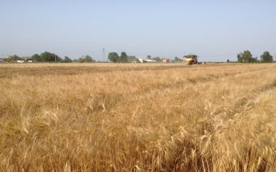 Grano duro, Confagricoltura Ferrara: «Prezzi insufficienti, a rischio una produzione strategica»