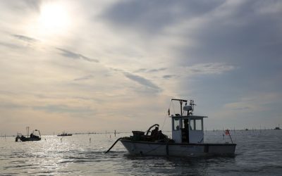 Mastacchi (Rete civica): “Sostenere gli allevatori di vongole colpiti dalla moria”