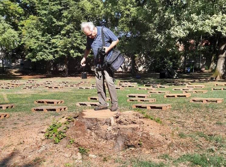 "Cinque alberi del Parco Massari abbattuti appena prima del Buskers" - Vimarsana News