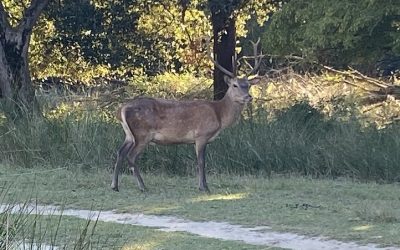 Carenza di personale al Bosco della Mesola