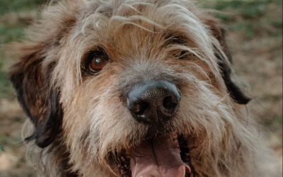 Nuove cucce per la Lega del Cane di Ferrara