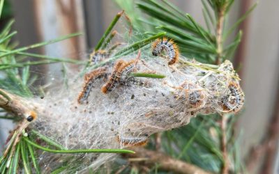 Processionaria, monitoraggi sulle piante