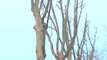 Alberi e sicurezza: gli interventi a Vigarano